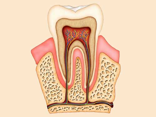 root canal dental surgeon